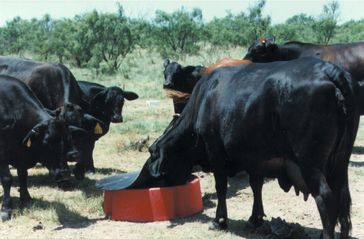 Livestock Mineral Feeder